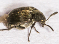 Bruchidius villosus